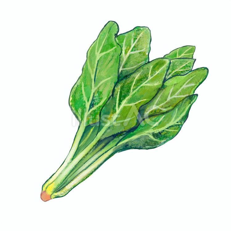 ほうれん草 食品,食べ物,手書きのイラスト素材