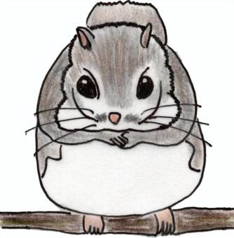 エゾモモンガ エゾモモンガ,動物,イラスト,北海道,色鉛筆,ペン画,手描きのイラスト素材