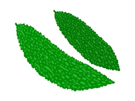 兩個苦瓜的矢量圖解, JPG, PNG 和 AI 兩個苦瓜的矢量圖解, 苦瓜, 蔬菜, 夏天, JPG, PNG 和 AI