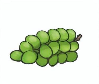 シャインマスカット シャインマスカット,ぶどう,黄緑,秋の味覚,フルーツ,果物,高級,食べ物,横向きのイラスト素材
