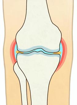膝の関節（右・正面・輪郭あり） 膝,右膝,関節,軟骨,断面,大腿骨,脛骨,腓骨,関節液,関節包のイラスト素材