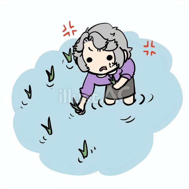 怒って田植えするおばあさん おばあさん,田植え,怒るのイラスト素材