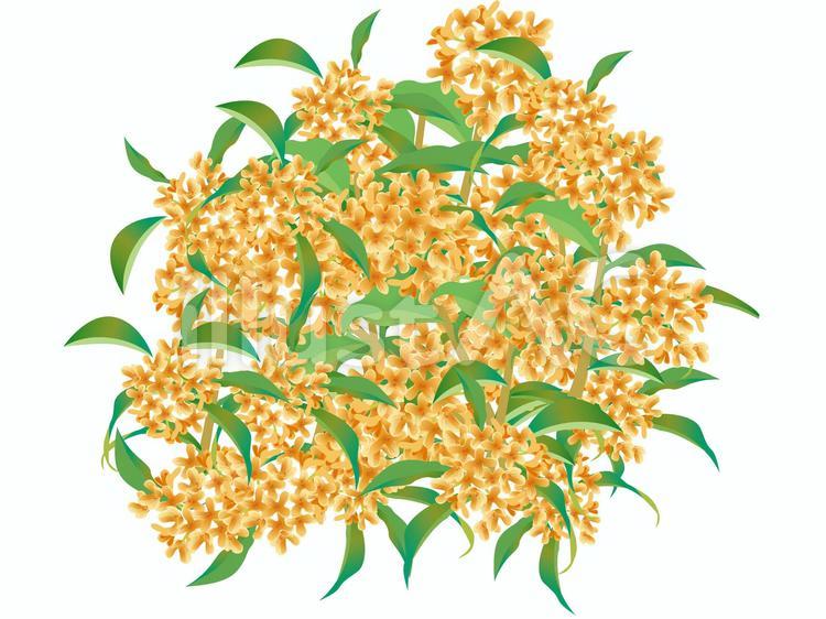 キンモクセイイラスト No 無料イラストなら イラストac