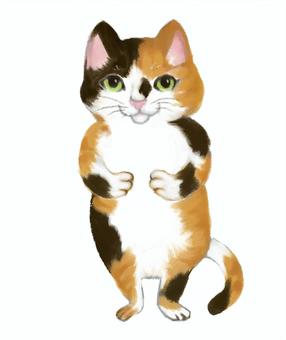 Illustration, miquet, san mao cat, stand, 