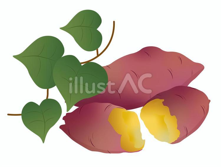 さつまいも２ さつまいも,秋,収穫祭のイラスト素材