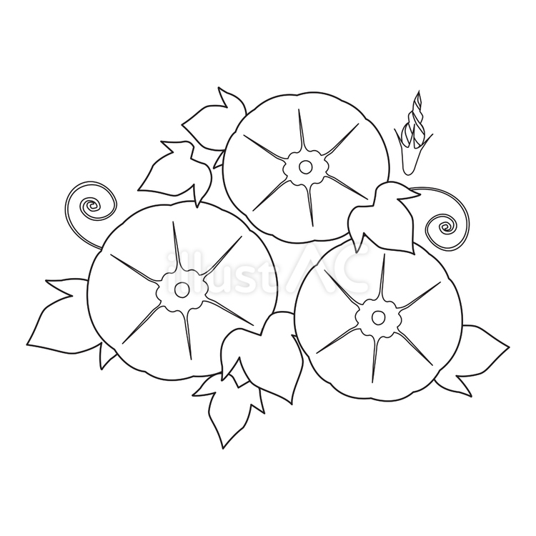朝顔（線画） 朝顔,アサガオ,線画のイラスト素材
