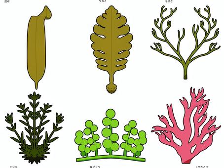海藻 海藻,食べ物,コンブ,ワカメ,モズク,ヒジキ,クビレツタ,トサカノリのイラスト素材