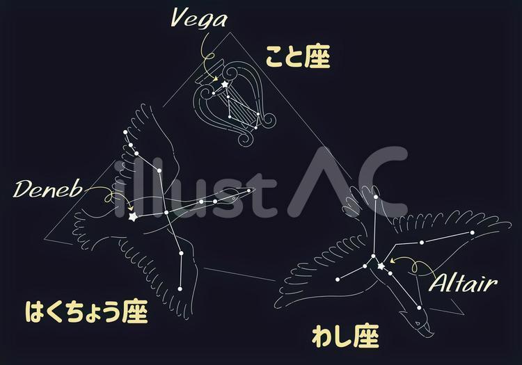 星座図・夏の大三角形2 星座,星座図,夏の大三角形のイラスト素材