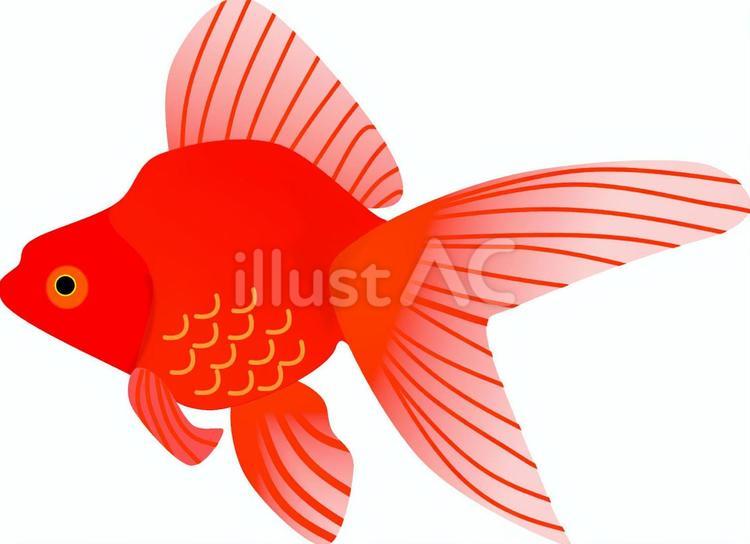 金魚の絵 金魚のスケッチ #rino_artworks #スケッチ #sketch #銀座 #ginza