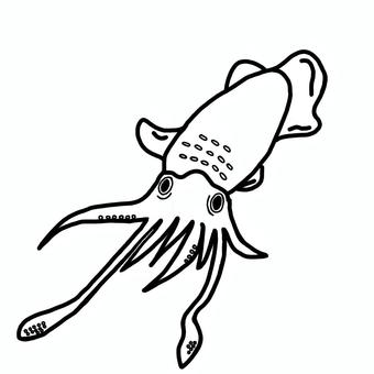 いか いか いか,生き物,海,エギング,あおりいかのイラスト素材