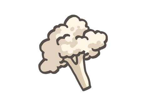 ホワイトブロッコリー ブロッコリー,カリフラワー,白,野菜,食べ物,食材,食料,八百屋,農家,収穫のイラスト素材