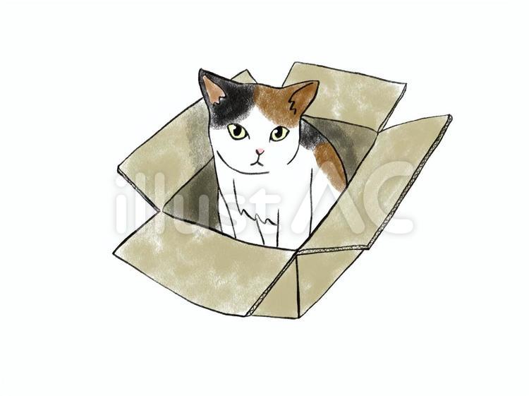 箱入りの猫　5　三毛 ねこ,猫,動物のイラスト素材