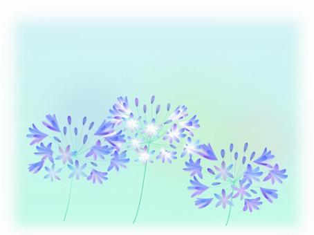 アガパンサス