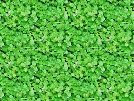 Illustration, corsican mint, herbs, mint, 