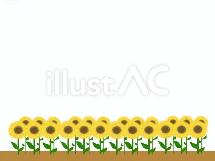 ひまわり　 ひまわり,ライン,フレームのイラスト素材