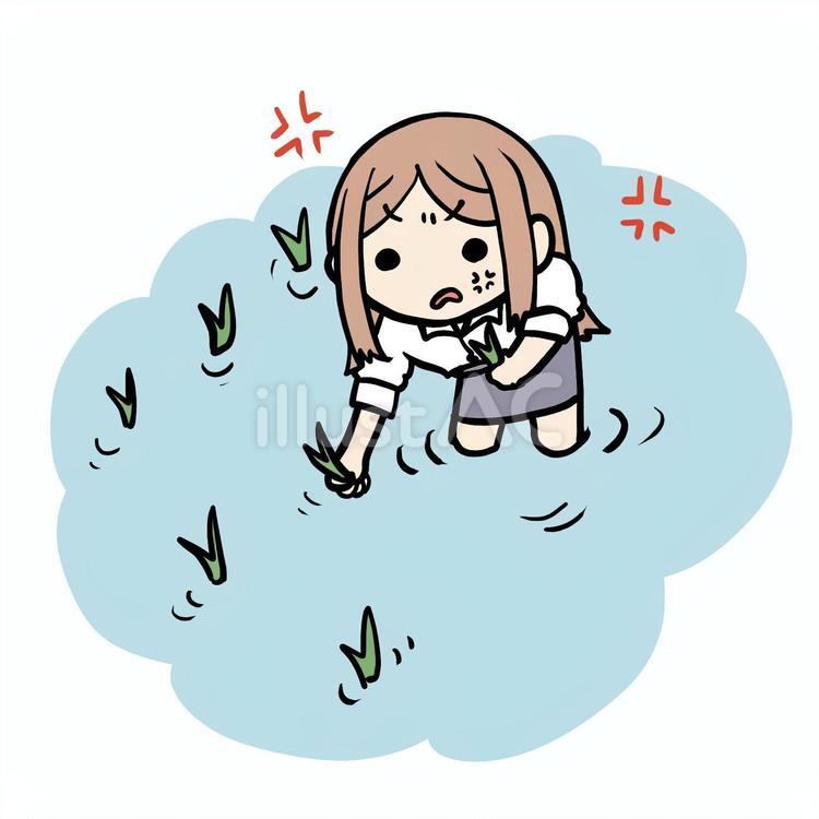 怒って田植えする女性 女性,田植え,怒るのイラスト素材