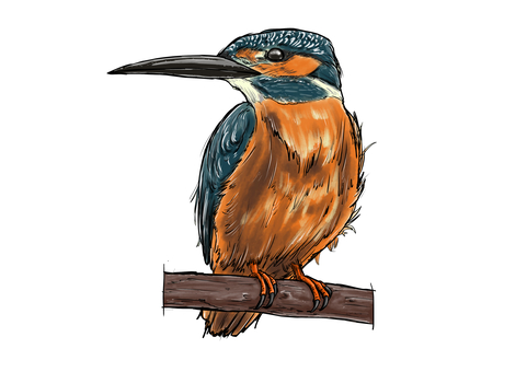 翡翠1 鳥,スケッチ,翡翠,小鳥,自然,くちばし,リアル,手描きのイラスト素材