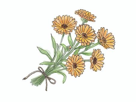 カレンデュラのブーケ｜ボタニカル素材 カレンデュラ,ハーブ,ブーケ,水彩,植物,ボタニカル,ナチュラル,香り,手描き,イラストのイラスト素材