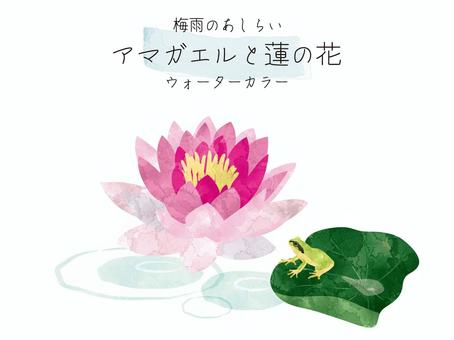 アマガエルと蓮、水彩風の梅雨のあしらい4