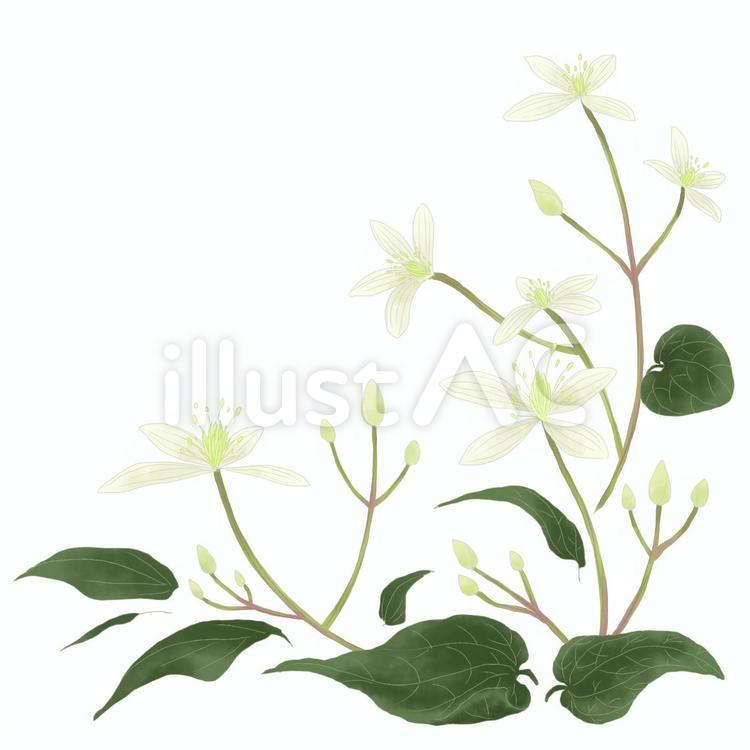 仙人草 花,夏,秋のイラスト素材