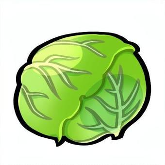 キャベツ