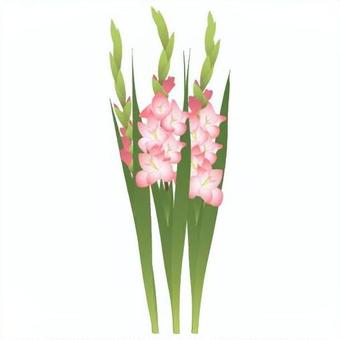 Illustration, gladiolo, tosho colazione, iris olandese, 