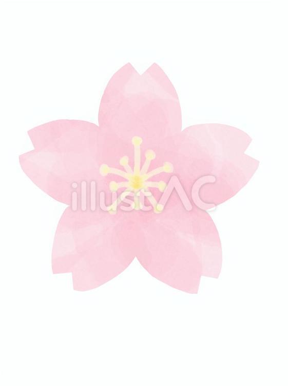 桜の花 桜,春,3月のイラスト素材