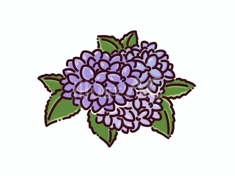 アジサイ アジサイ,花,夏のイラスト素材