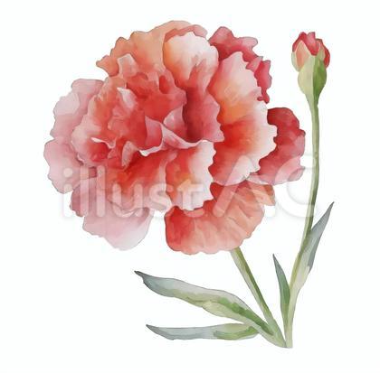 水彩タッチ 花 カーネーション 赤