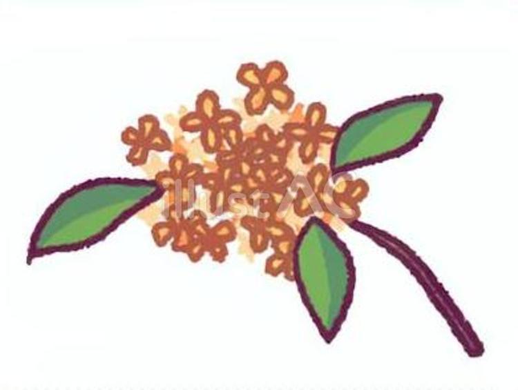 金木犀の手描きイラスト 金木犀,花,秋のイラスト素材