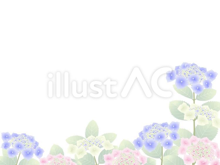 ガクアジサイ-横 あじさい,ガクアジサイ,梅雨のイラスト素材
