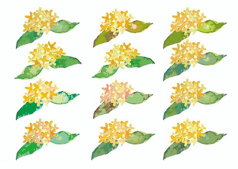 水彩の金木犀セット 金木犀,キンモクセイ,花,葉,植物,秋,色違い,カラーバリエーション,詰め合わせ,セットのイラスト素材
