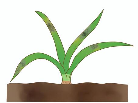 タマネギのべと病を表すイラスト タマネギ,ネギ,病気,べと病,病害,家庭菜園,カビ,植物,病理,栽培のイラスト素材