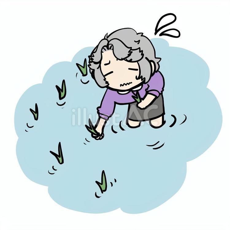 田植えする大変なおばあさん おばあさん,田植え,田んぼのイラスト素材