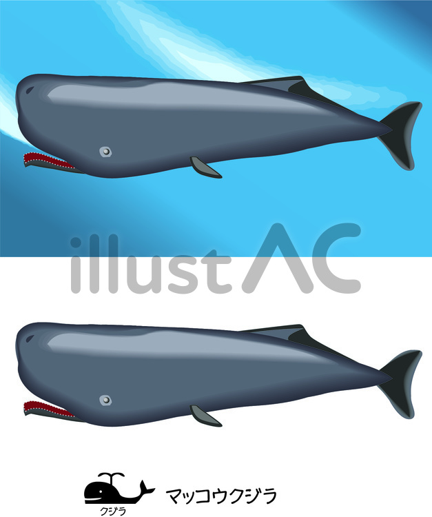 マッコウクジラ　鯨　大きい マッコウクジラ,鯨,大きいのイラスト素材