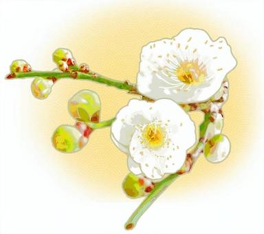 Illustration, white plum, plum, new year's cards, 