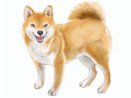 柴犬 柴犬,犬,日本犬,リアル,ペット,手描きのイラスト素材