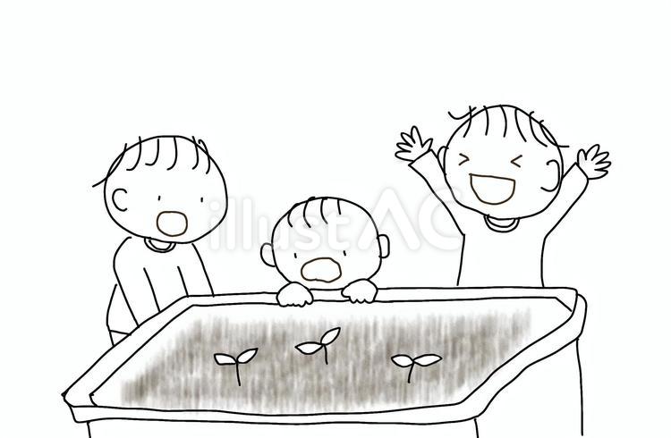 芽が出たよ 栽培,プランター,子どものイラスト素材