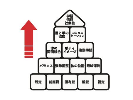 感覚統合　発達ピラミッド 感覚統合,発達,ピラミッド,感覚,積み上がる,伸びる,順番,順序,段階的,基礎感覚のイラスト素材