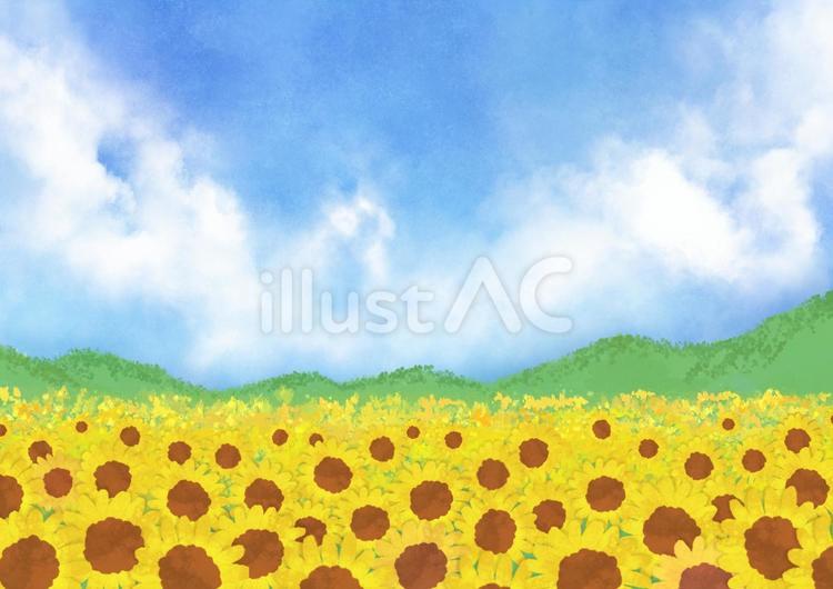 ひまわり畑と青空の手描き背景 ひまわり,青空,手描きのイラスト素材