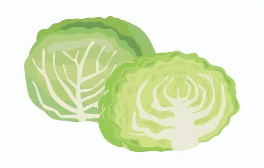 キャベツ5 キャベツ,野菜,カット,半分,断面,切り口,サラダ,新鮮,食べ物,美味しいのイラスト素材