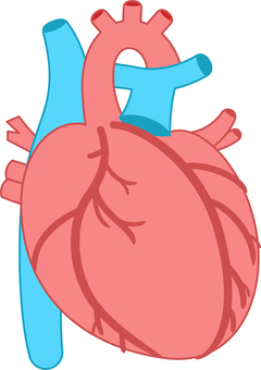 heart, real, internal organs, organ, JPG, PNG and AI