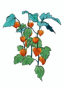 ホオズキの立ち姿3本 ホオズキの立ち姿3本 ホオズキ,夏,植物,赤い,葉脈,シンプル,挿絵,オブジェクト,あしらい,風物詩のイラスト素材