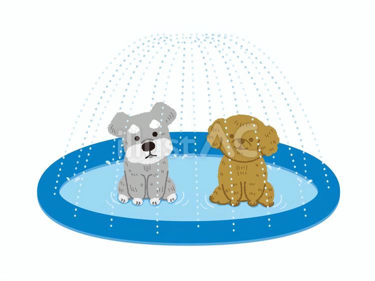 噴水マットで涼む2匹の犬 シュナウザー,プードル,犬のイラスト素材