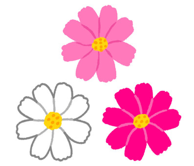 濃いピンクと薄いピンクと白いコスモスの花 コスモス,秋,花,植物,ピンク,白,3,三個,シンプル,ワンポイントのイラスト素材