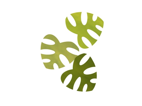 モンステラの３色葉っぱ(抹茶) モンステラ,観葉植物,植物,葉っぱ,葉,挿絵,素材,ナチュラル,カットイラスト,イラストのイラスト素材