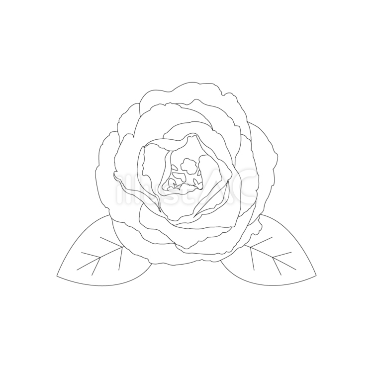 椿のイラスト（線画）４ 白背景,綺麗,素材のイラスト素材