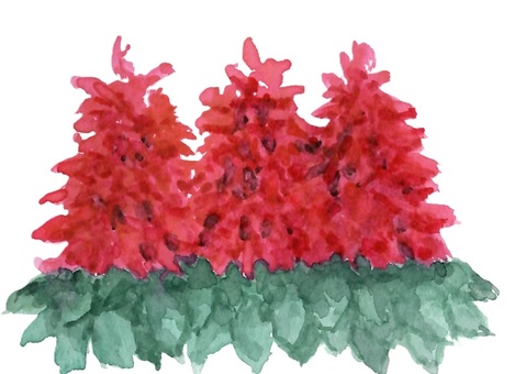 Salvia flowers_3, JPG Salvia flowers_3, , JPG