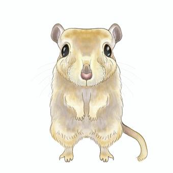 スナネズミ カラージャービル,小動物,スナネズミ,エキゾチックアニマル,動物,アニマル,可愛い,イラスト,pngのイラスト素材