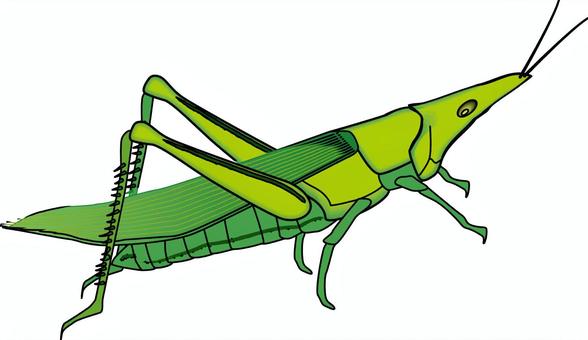 バッタ　 バッタ,バッタ科,昆虫,小さい,観察,線画のイラスト素材